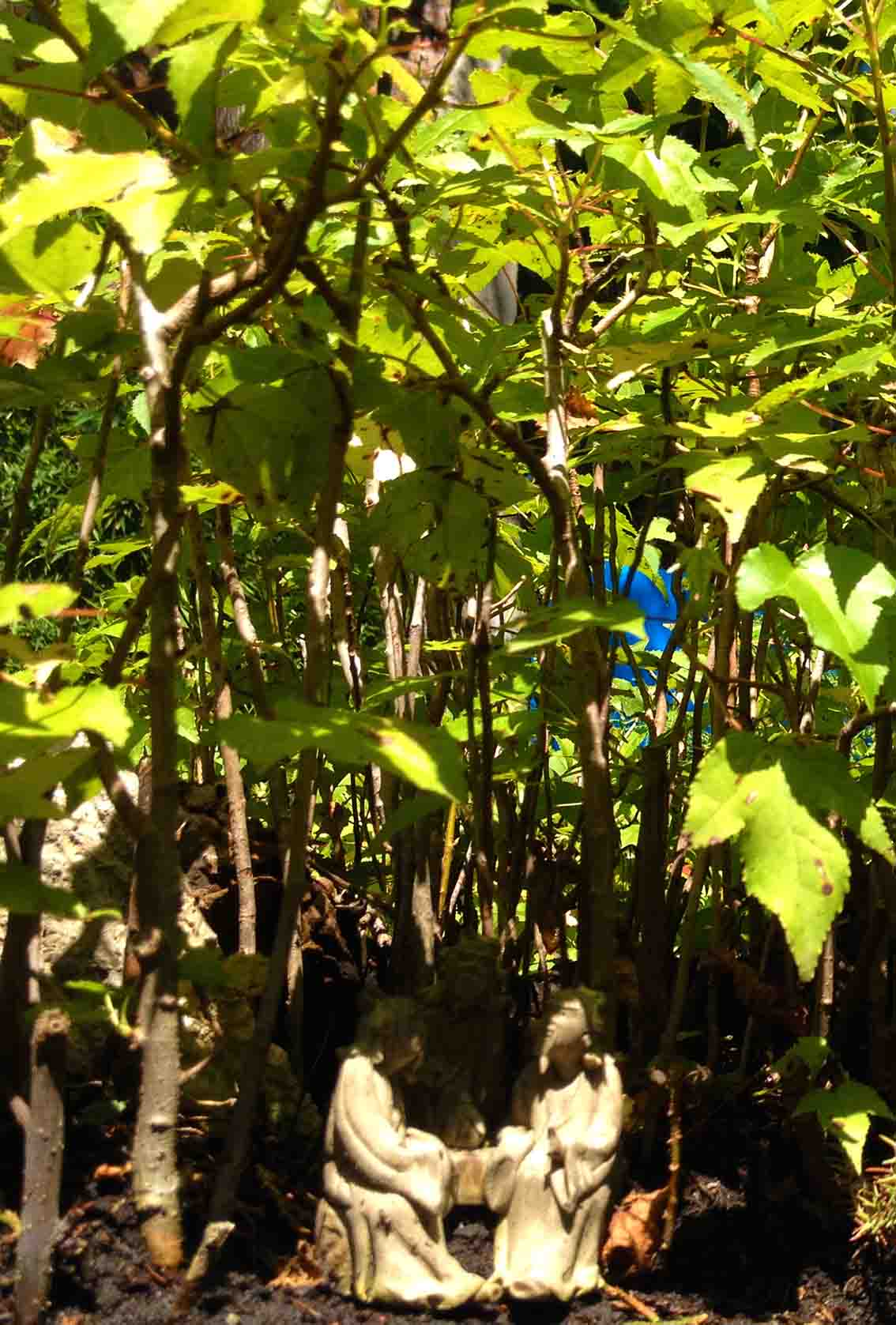Miniature Forests Mini Forest
