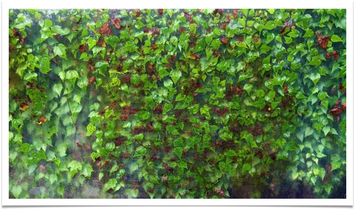 Daniel Pavon Cuellar Loves trees